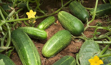 cucumber Stephen Ausmus