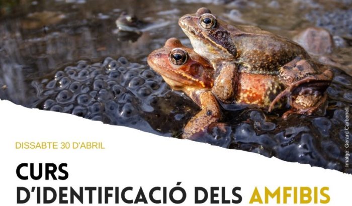 curs amfibis sch