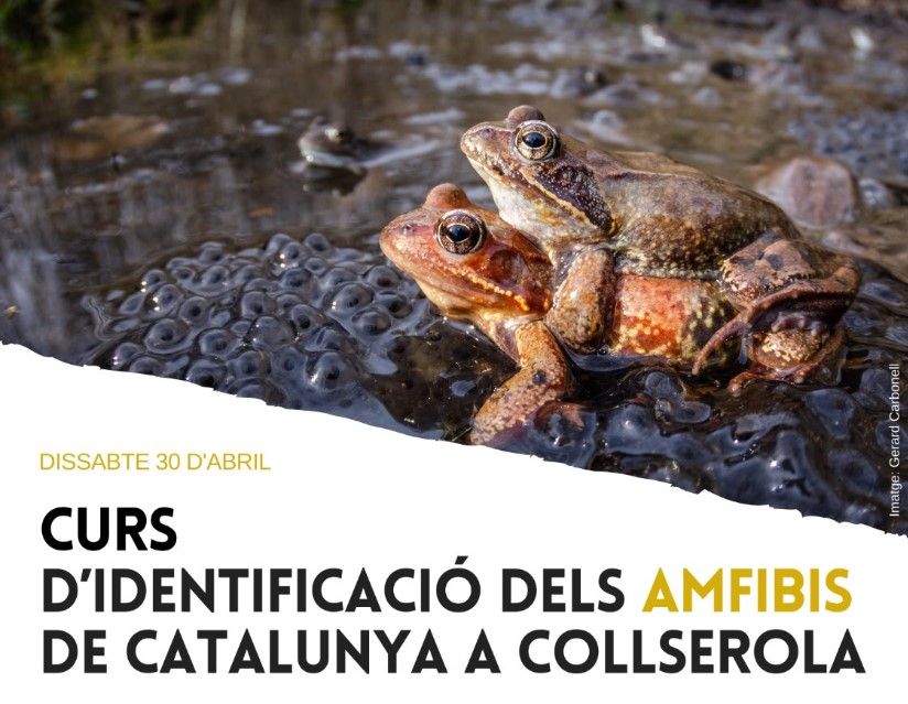 curs amfibis sch