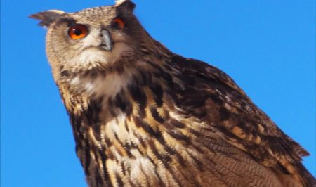 Duc_Bubo bubo_foto Àlex Rollan