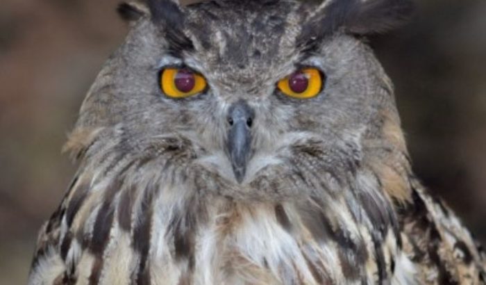 Cens del duc al Montsant