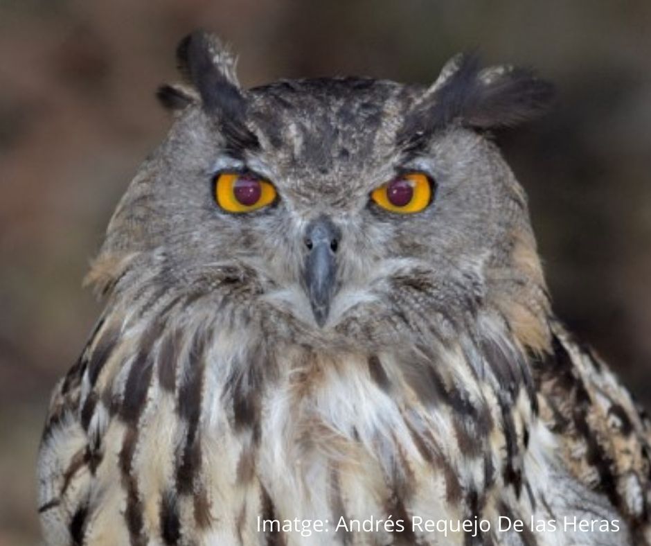 Cens del duc al Montsant