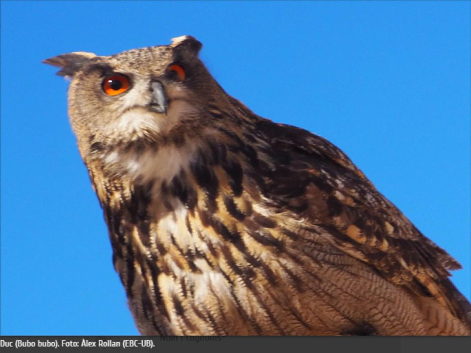 Duc_Bubo bubo_foto Àlex Rollan