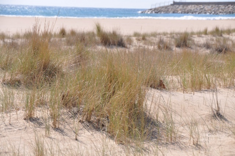 dunes torredembarra