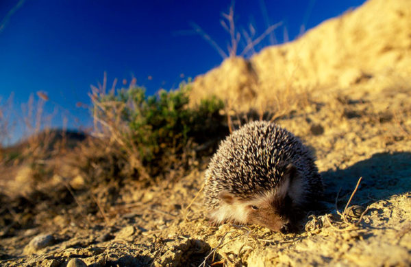 erizo-7b-JordiBas-Trenca