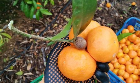 espigolada mandarines gener 2