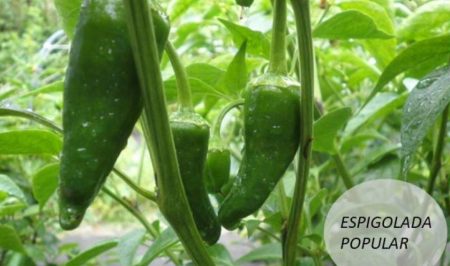 Espiggolada de pebrots