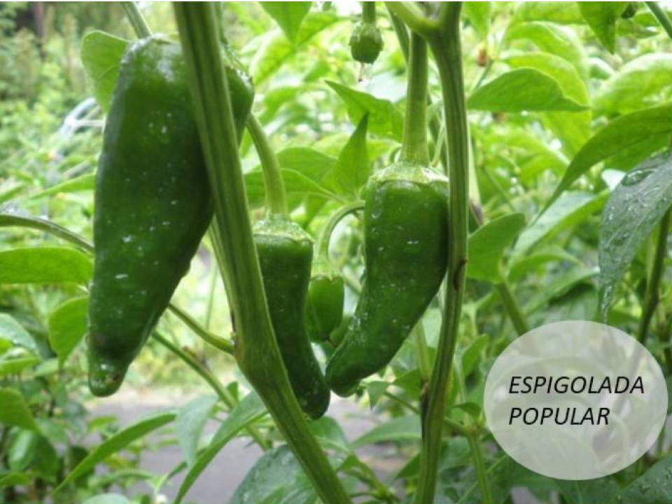 Espiggolada de pebrots