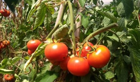 espigolada tomaquets