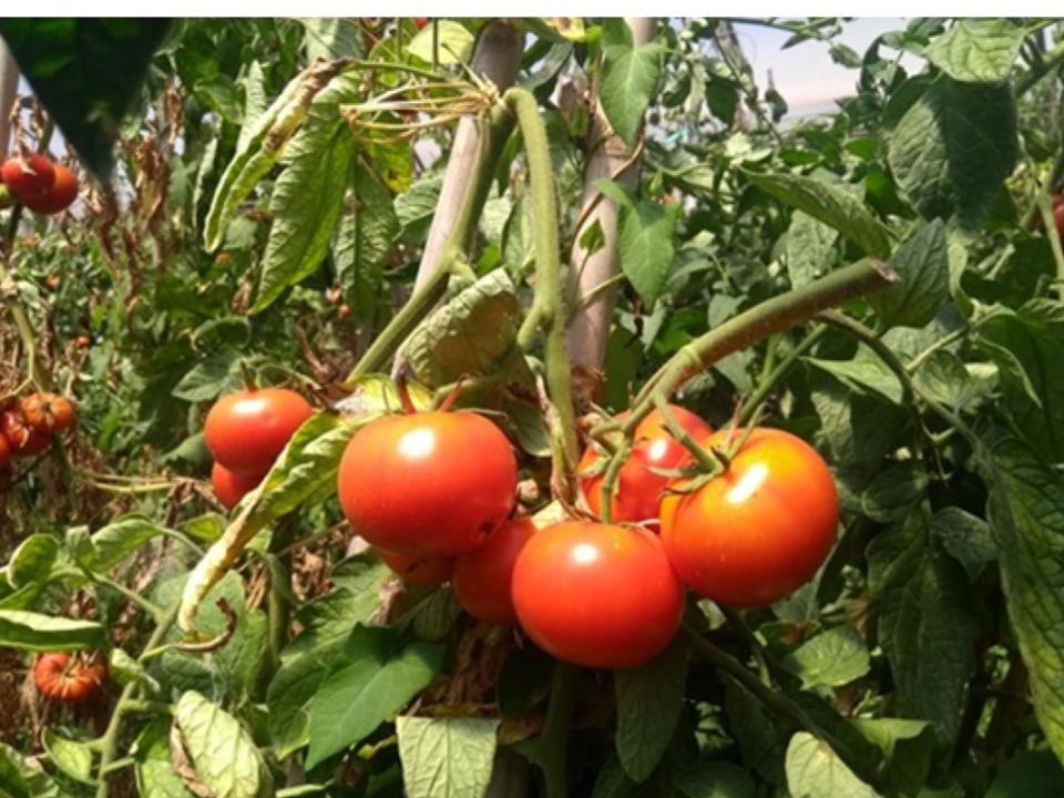 espigolada tomaquets