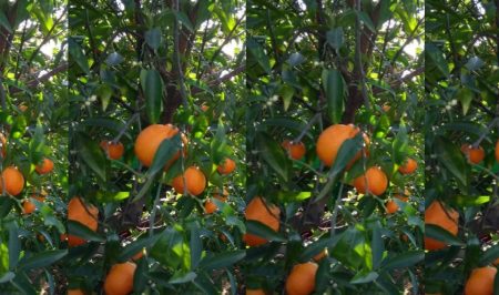 Espigolada de mandarines