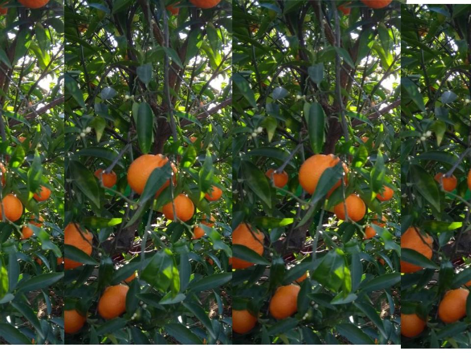 Espigolada de mandarines