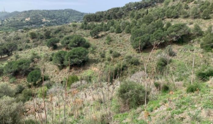 flora catalana invasores collserola