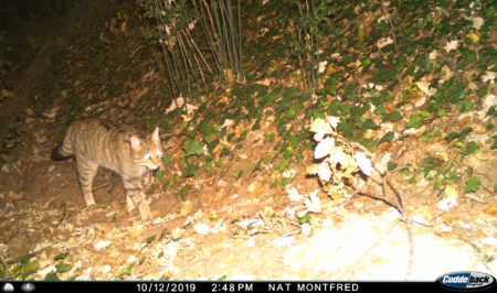 gat fer NATURA_Montfred__00029-1-scaled