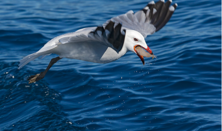 gepec dia dels ocells