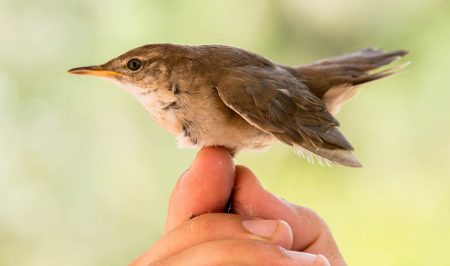 gn freixe anellament 1 agost