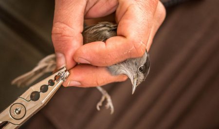 gn freixe anellament