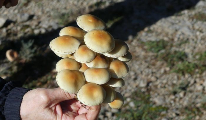 sortida naturalista amb el GNO