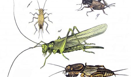 Sortida per veure grills i altres insectes