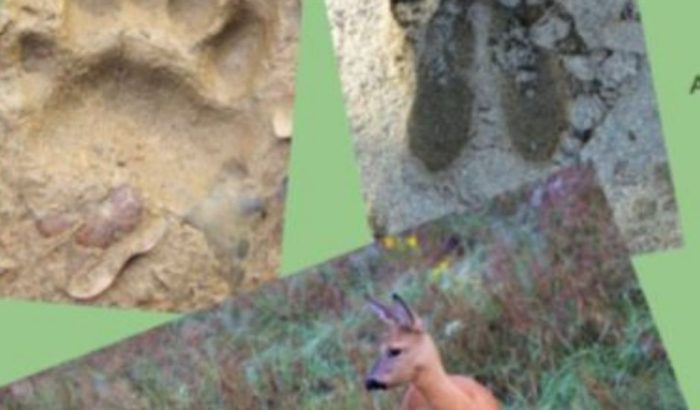 iaeden rastres de fauna