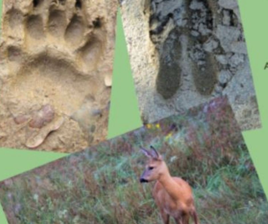 iaeden rastres de fauna