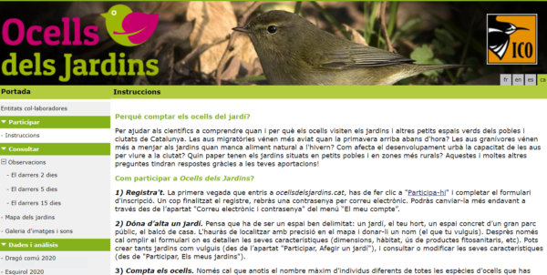 ico ocells de jardí tardor