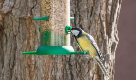 icocells ocells de jardi mallarenga