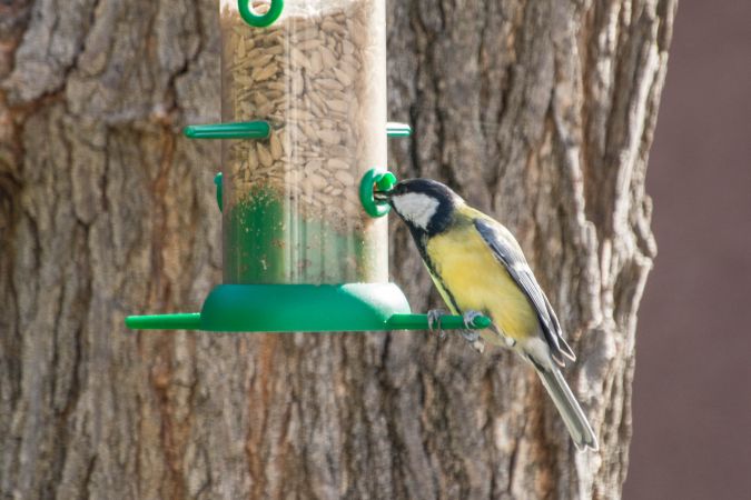 icocells ocells de jardi mallarenga