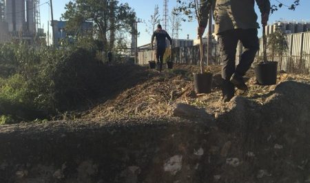 plantada a la canonja