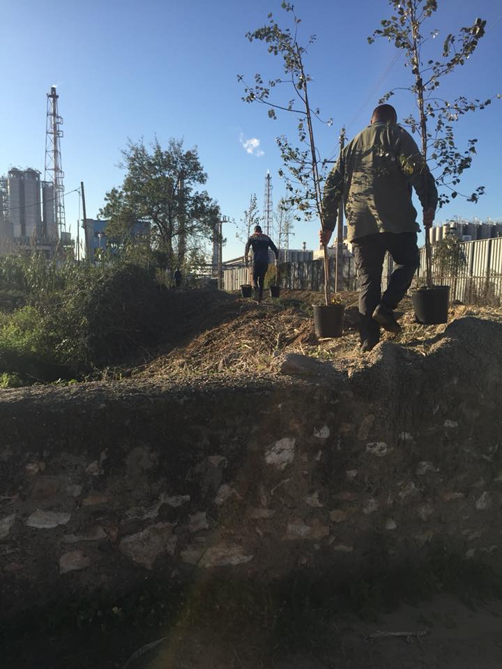 plantada a la canonja