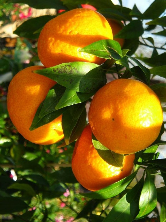 Mandarines