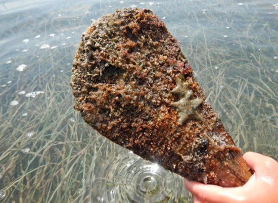 nacra Projecte Pinna