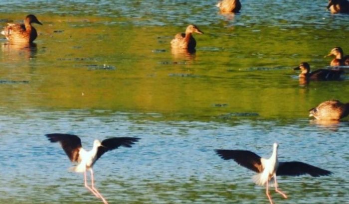 Desembocadura de la Tordera (Imatge @pilarmoratotomas on IG)