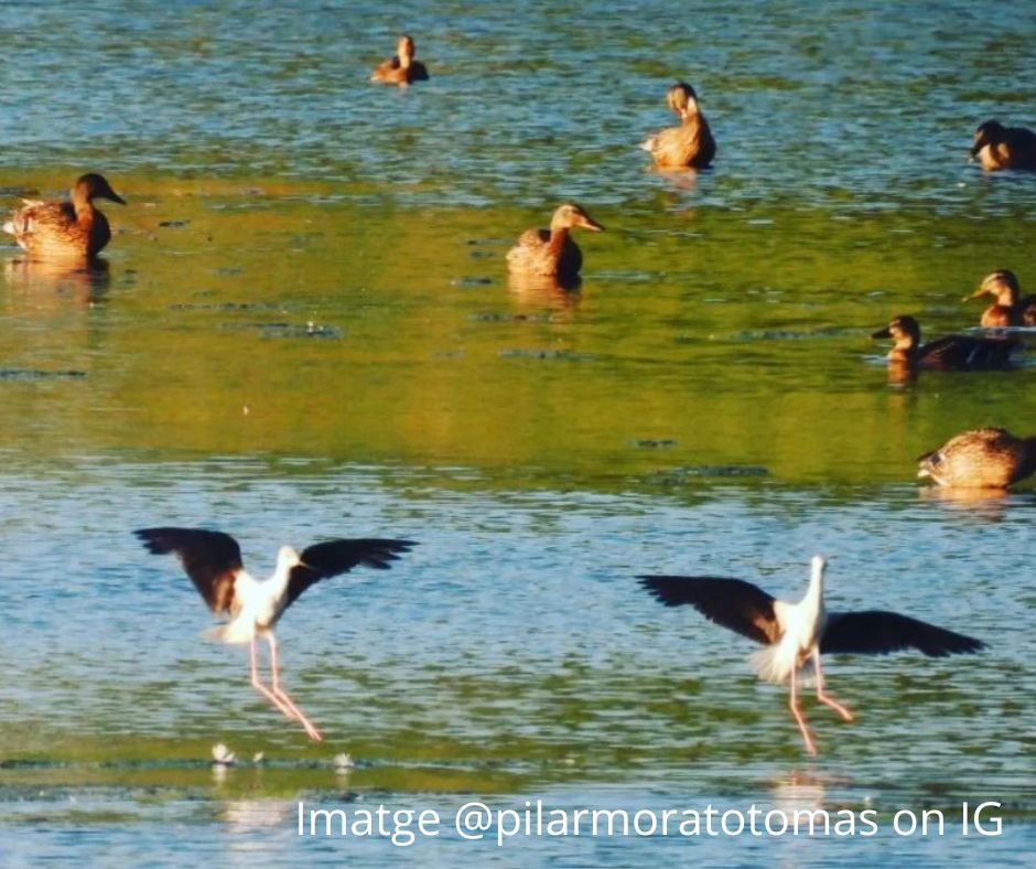 Desembocadura de la Tordera (Imatge @pilarmoratotomas on IG)