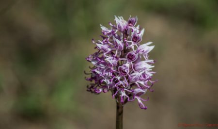 Orquidia Orchis simia