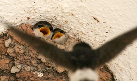 oreneta cuablanca Jordi Comellas a Ornitho.cat