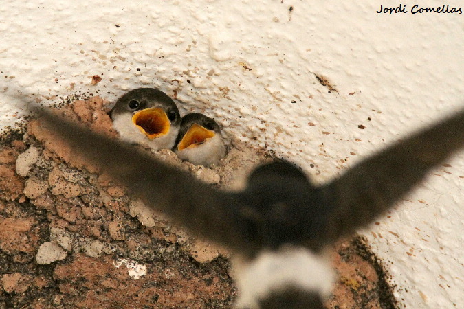 oreneta cuablanca Jordi Comellas a Ornitho.cat