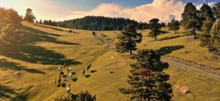 Voluntariat ambiental amb Paisatges Vius