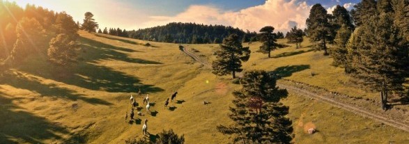 Voluntariat ambiental amb Paisatges Vius