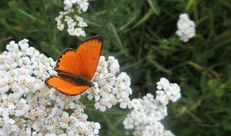 papallona Coure roent_CBMS