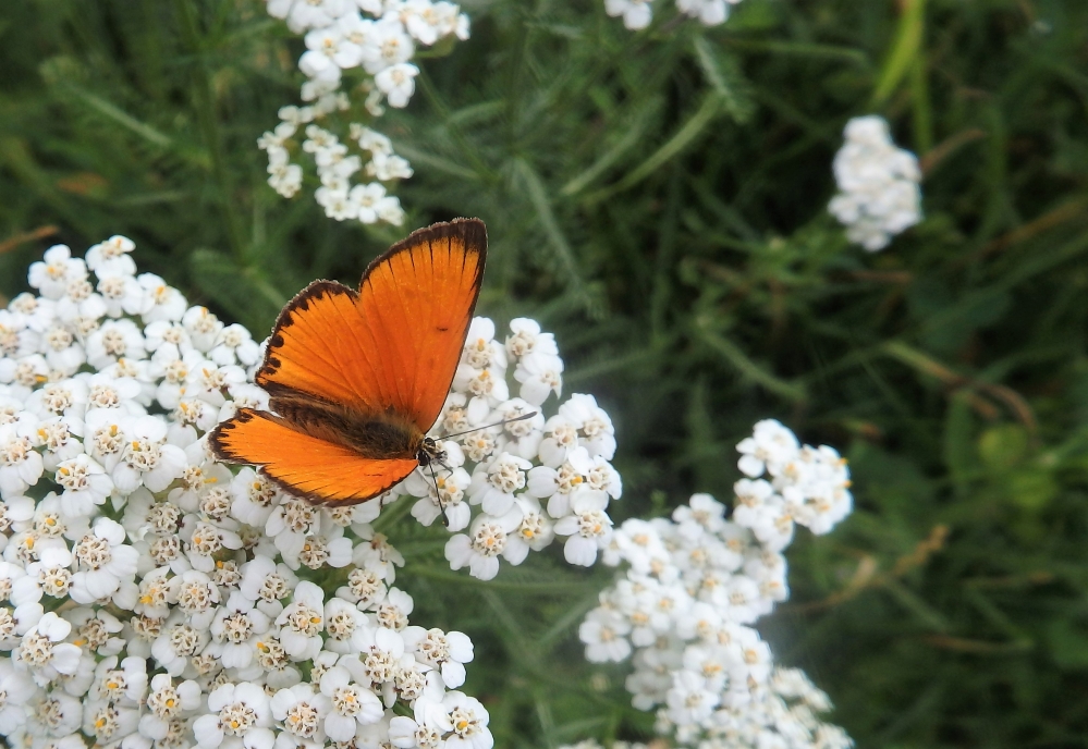 papallona Coure roent_CBMS