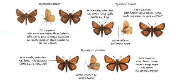 papallones CBMS detall seguiment