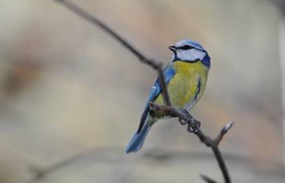 Voluntariat a Alinyà
