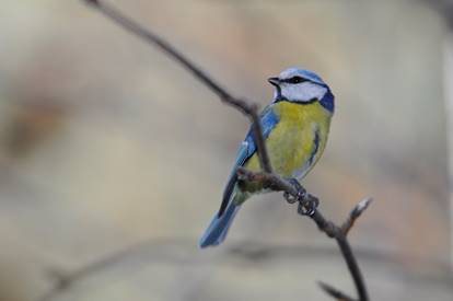Voluntariat a Alinyà