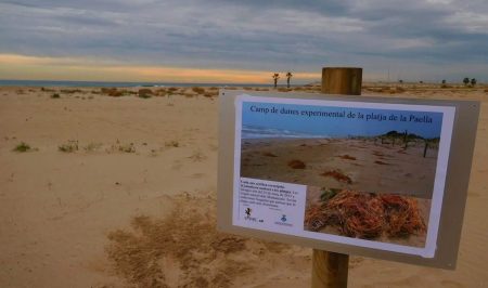 Voluntariat ambiental a la Platja de la Paella a Torredembarra