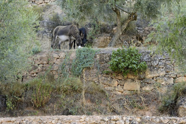 proyecto-olivar-asnos6-trenca