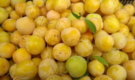 Espigolada de prunes