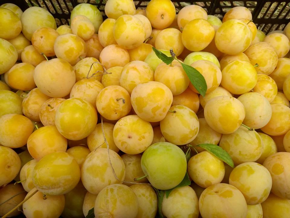 Espigolada de prunes