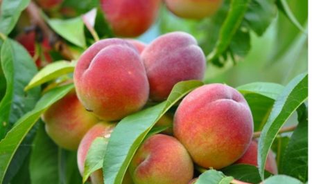 Espigolada de préssecs