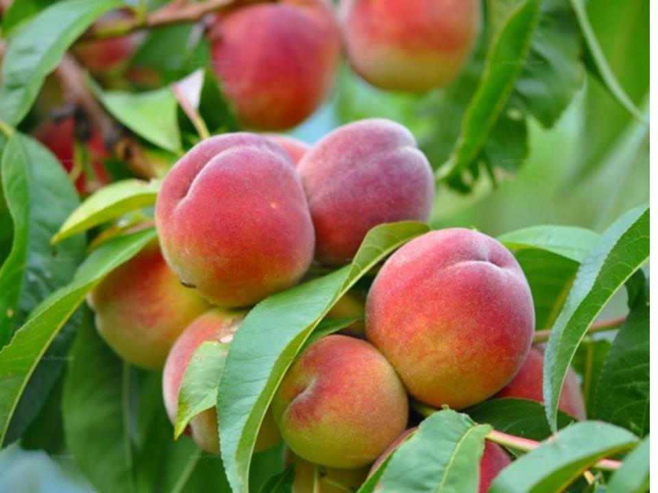 Espigolada de préssecs